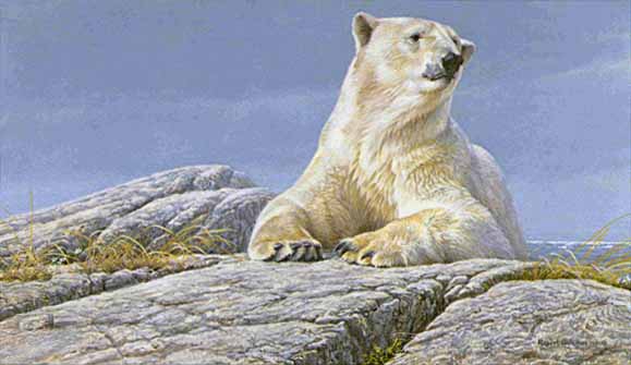 Robert Bateman Summertime Polar Bear
