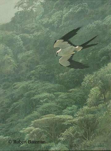 Robert Bateman Swallow-Tailed Kite