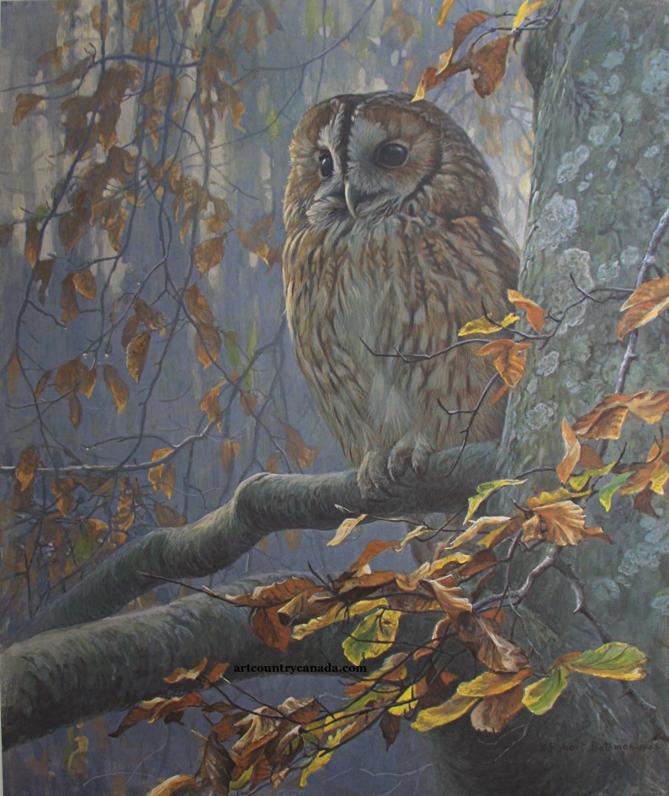 Robert Bateman Tawny Owl In Beech Tree