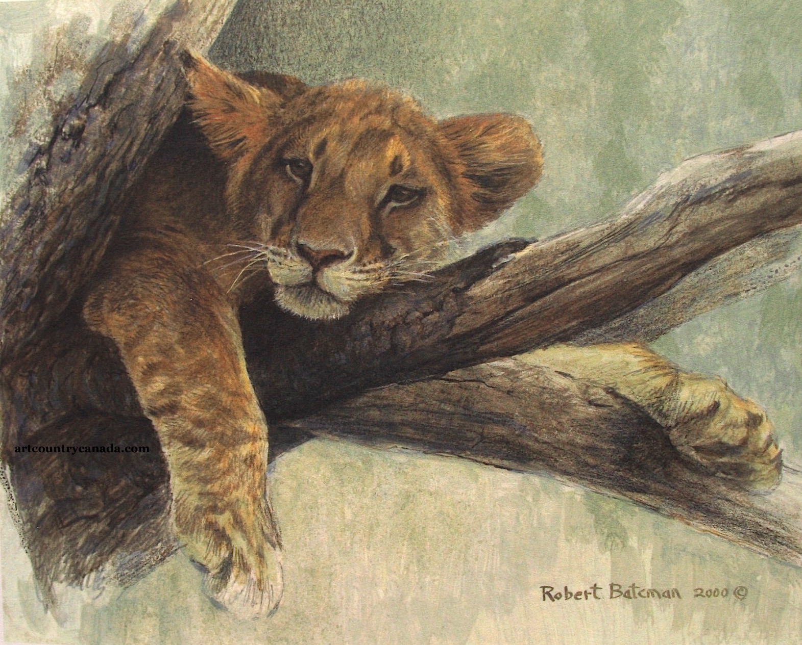 Robert Bateman Up A Tree Lion Cub