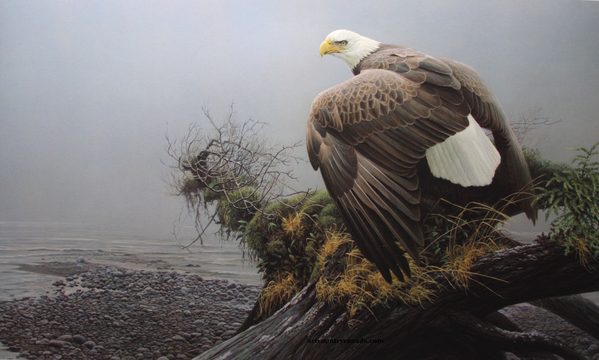 Robert Bateman Vantage Point Blad Eagle