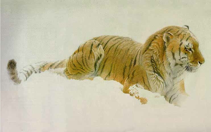 Robert Bateman Watching Siberian Tiger