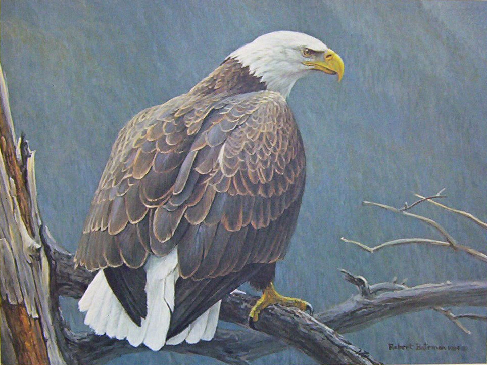 Robert Bateman Weathered Branch Bald Eagle