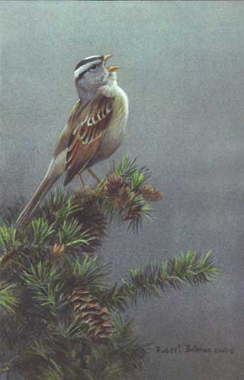 Robert Bateman White Crowned Sparrow