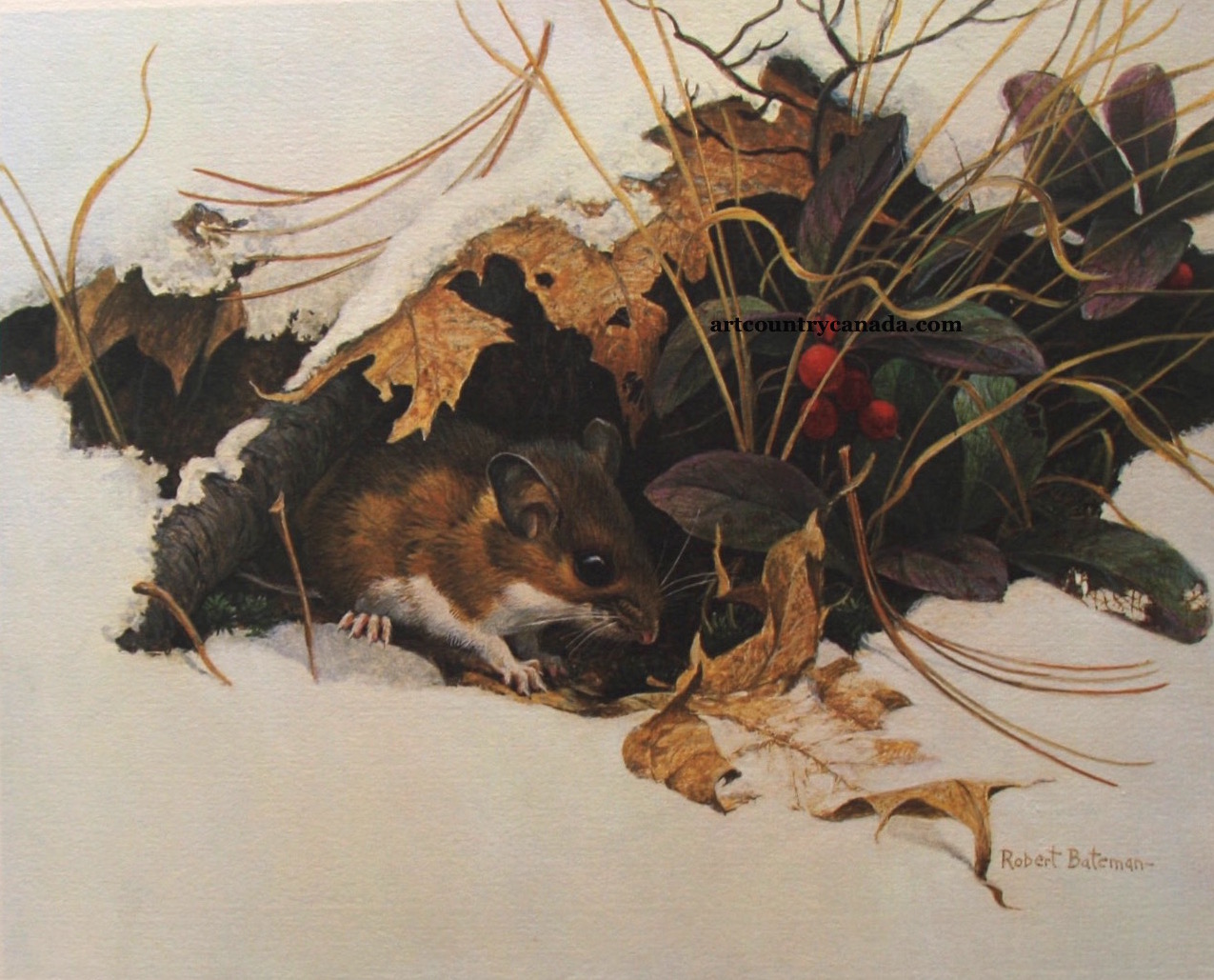 Robert Bateman White Footed Mouse in Wintergreen