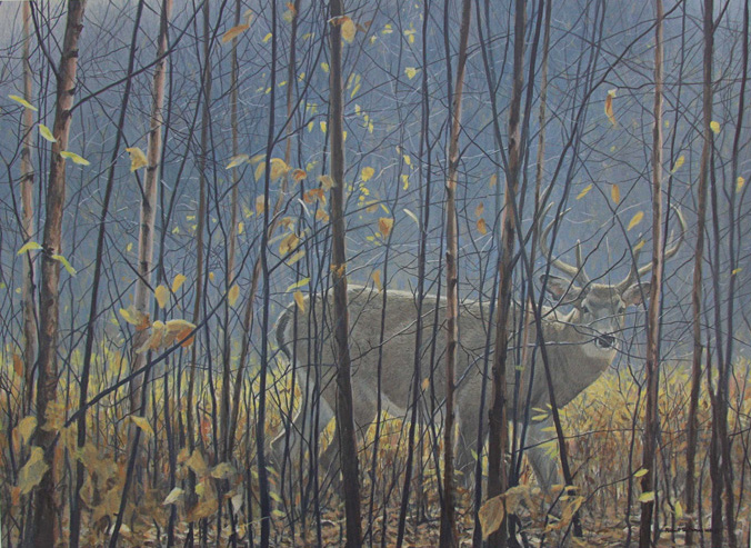 Robert Bateman White Tailed Deer In The Birches