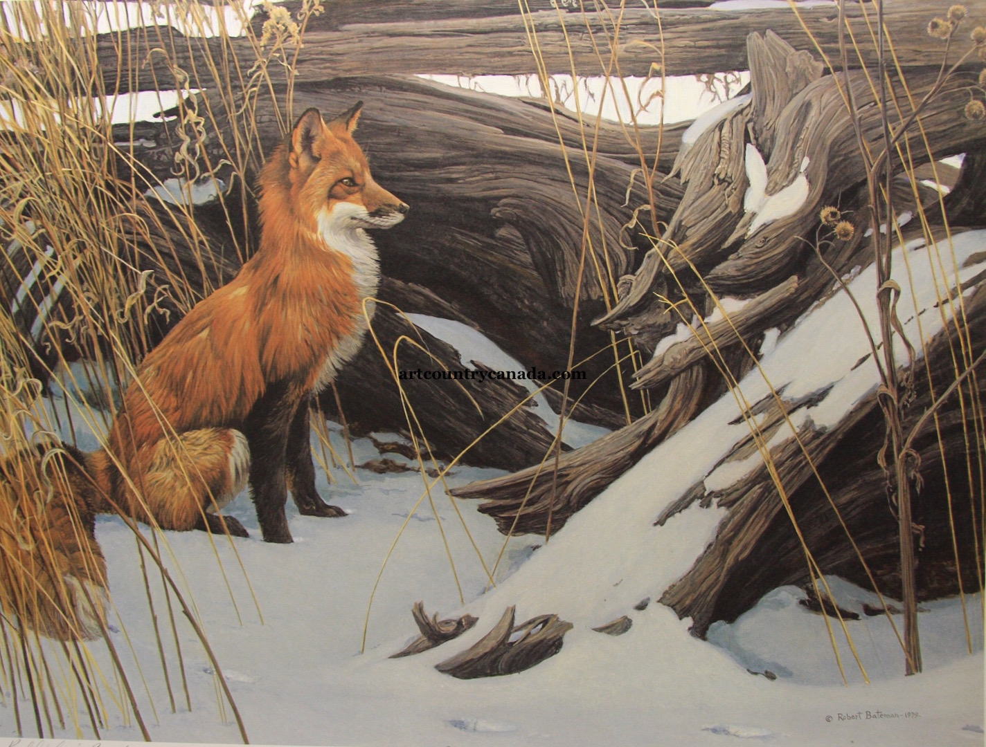 Robert Bateman Wily And Wary Red Fox