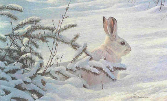 Robert Bateman Winter Snowshoe Hare