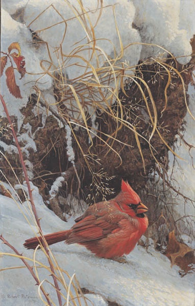 Robert Bateman Winter Cardinal