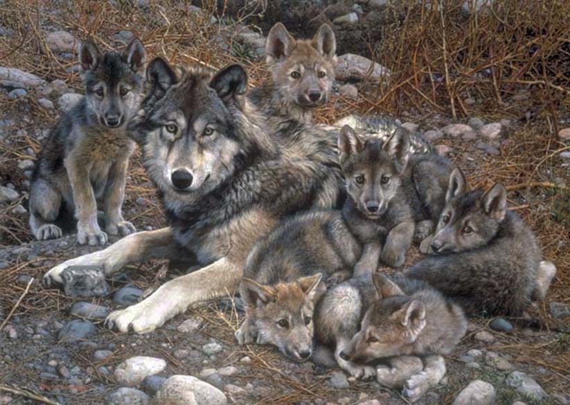 Carl Brenders Den Mother Wolf Family