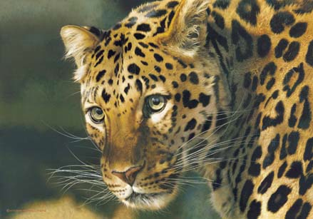 Carl Brenders East Of The Sun Chinese Leopard