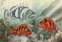 Sue Coleman Tiger Rockfish