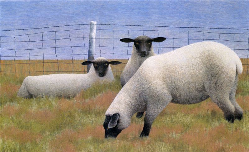 Alex Colville Three Sheep