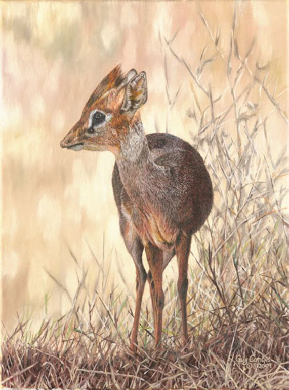 Guy Combes Dik Dik