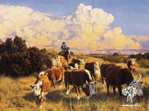 Tim Cox At His Own Pace