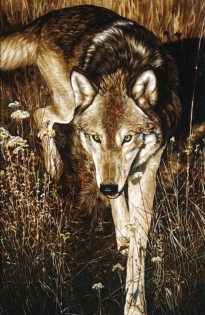 Darren Haley Stalking Wolf 