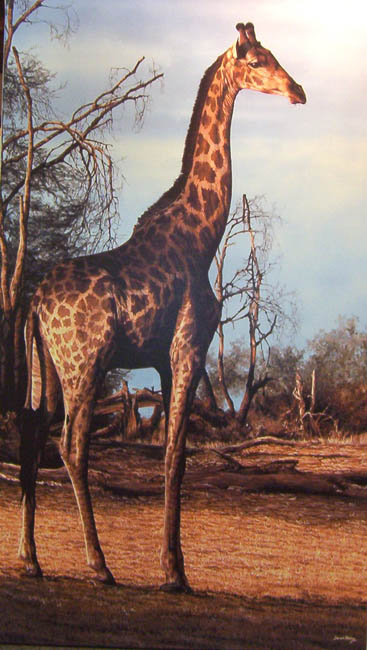Darren haley Chobe Giraffe