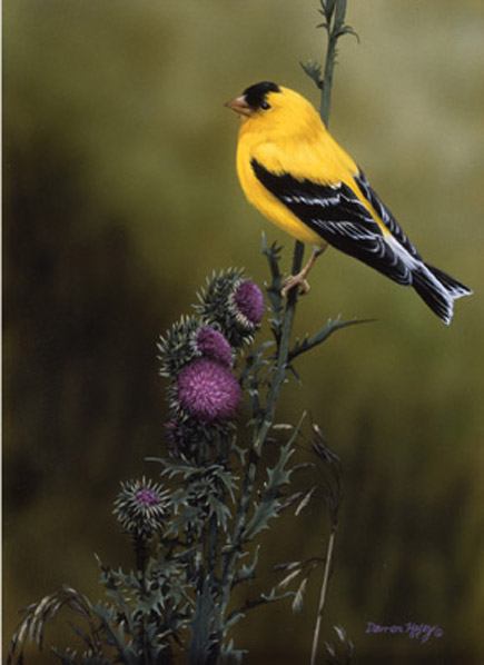 Darren Haley Goldfinch and Thistle