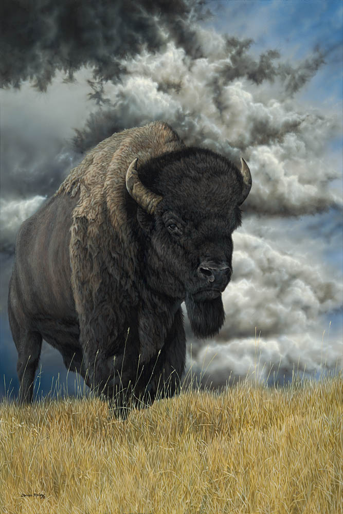 darren haley bison