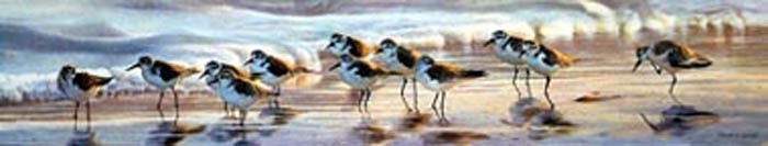 Matthew Hillier Shoreline Sanderlings