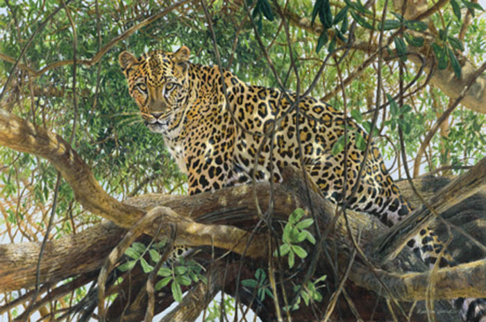 Matthew Hillier Spotted Leopard