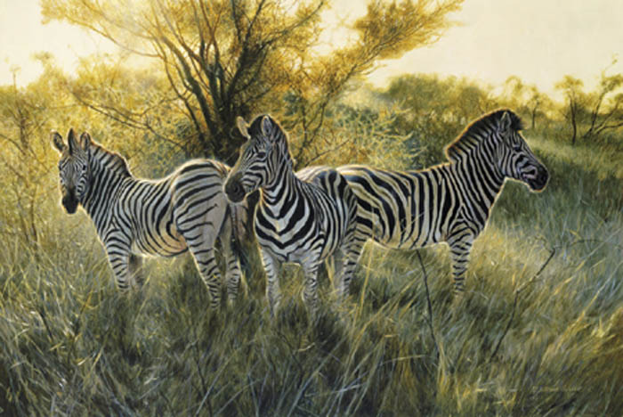 Matthew Hillier The Three Graces Zebra