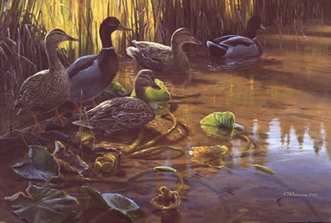 Mark Hobson Mallards On The Alert