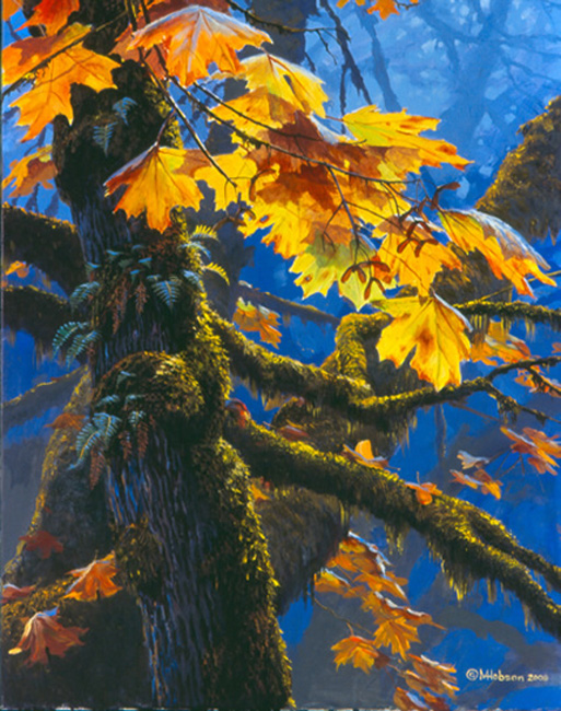 Mark Hobson Maple Splendor
