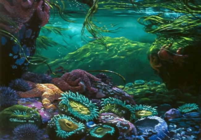 Mark Hobson Tide Pool