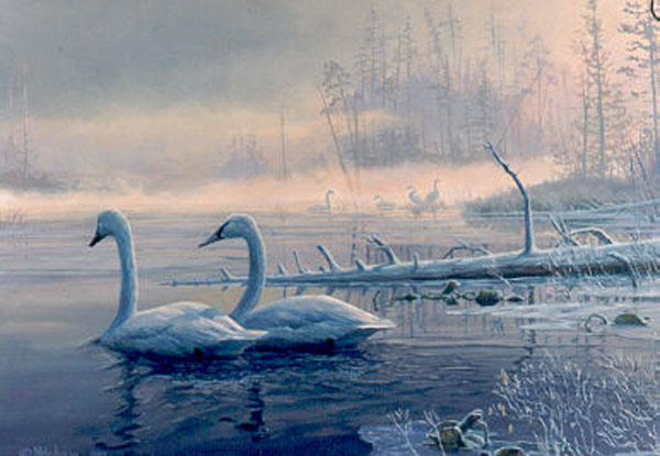 Mark Hobson Trumpeter Swans