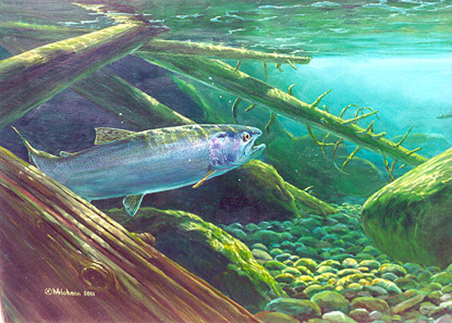 Mark Hobson Out Of The Shadows Steelhead