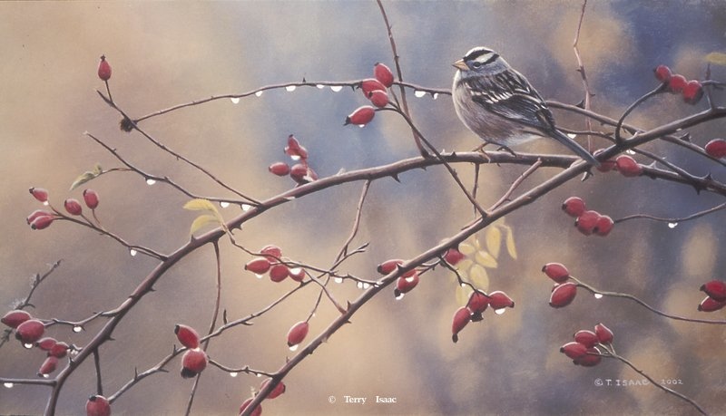 Terry Isaac A Crown Among Thorns