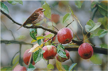 Terry Isaac Apple Time Purple Finch