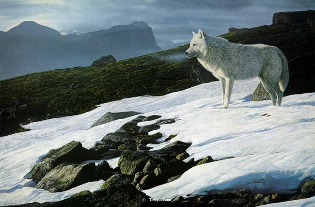 Terry Isaac Arctic Light Wolf