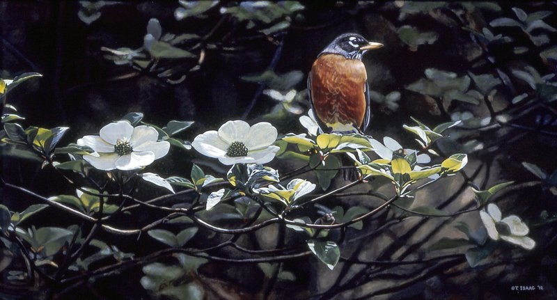 Terry Isaac Backyard Robin