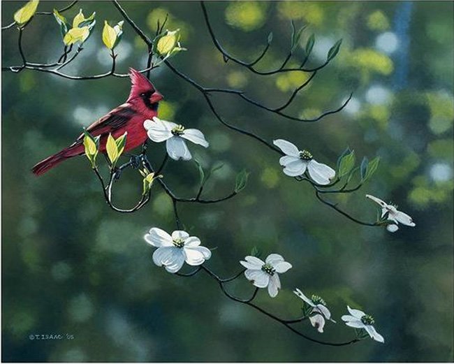 Terry Isaac Cardinal and Dogwood