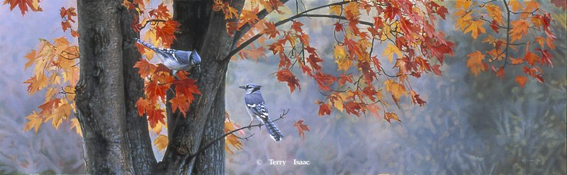 Terry Isaac Fall Colors