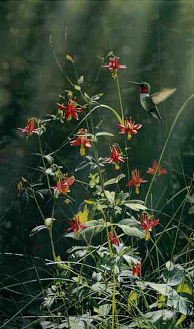 Terry Isaac Grace Notes Ruby Throated Hummingbird