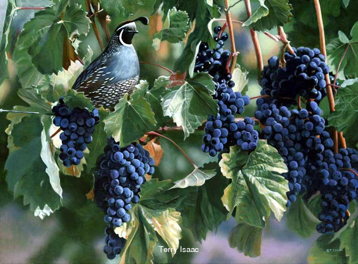 Terry Isaac In The Vineyard Quail