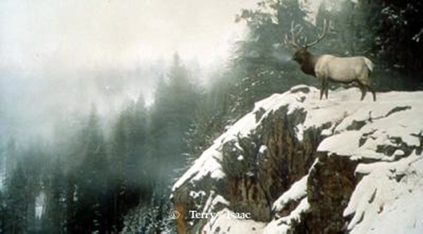 Terry Isaac King Of The Mountain