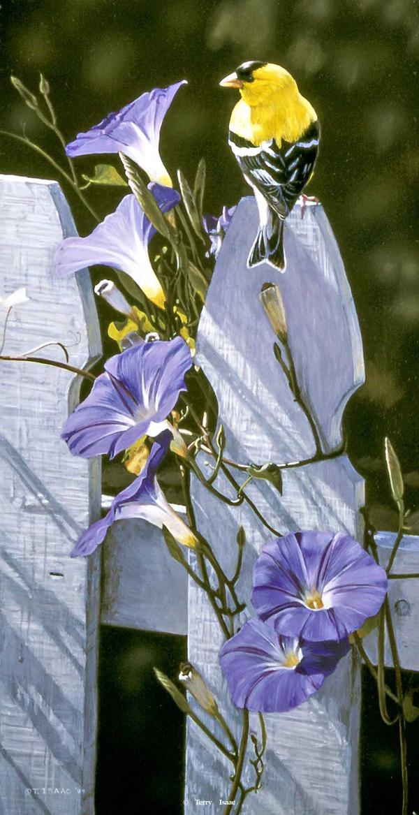Terry Isaac Morning Glory