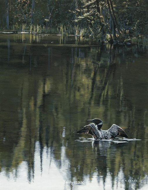 Terry Isaac Morning Reflections Loon