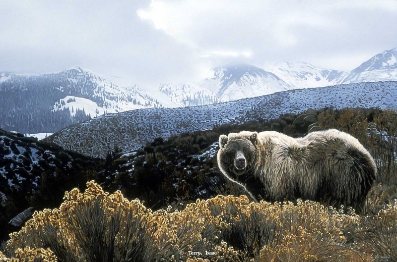 Terry Isaac November Light Grizzly