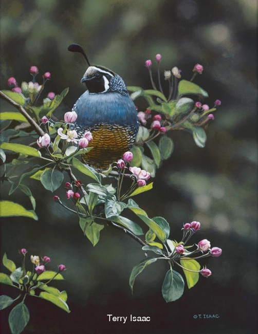 Terry Isaac orchard Quail