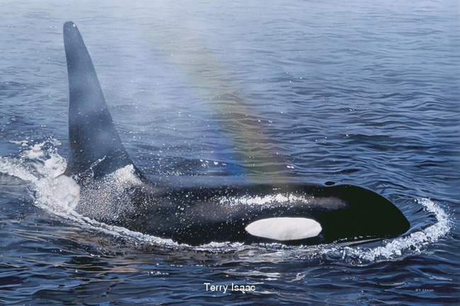 Terry Isaac Rainbow Spray Killer Whale Orca