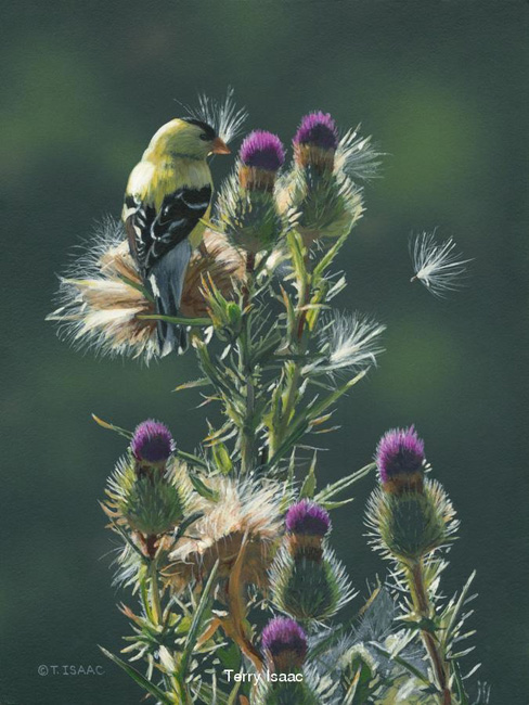 Terry Isaac Sewing Seeds Goldfinch