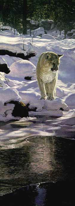 Terry Isaac Snow Shadows Cougar