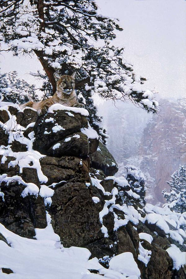 Terry Isaac Snow Spirit Cougar