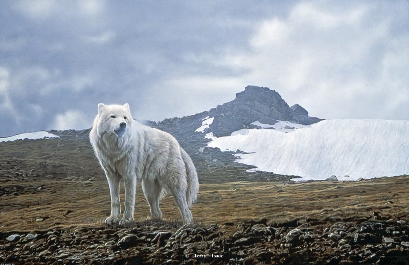 Terry Isaac Tundra Song