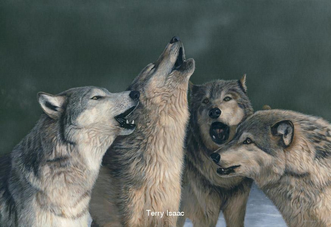 Terry Isaac Wolf Song